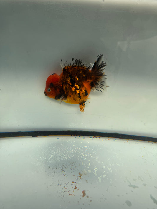 Red tiger short tail Oranda. WVF1056