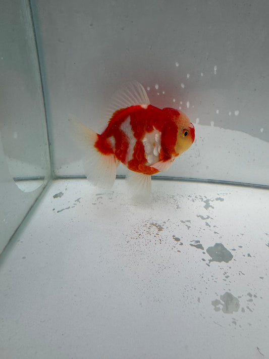 Sakura Oranda.  WVF015