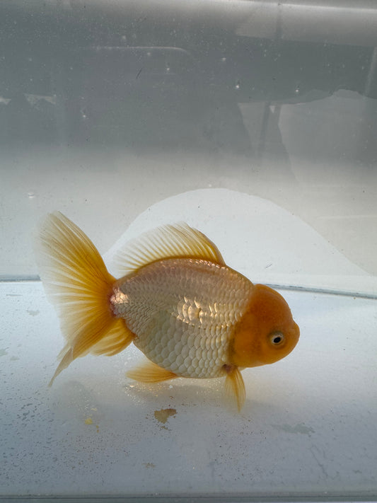 Lemon head Oranda. WVF339