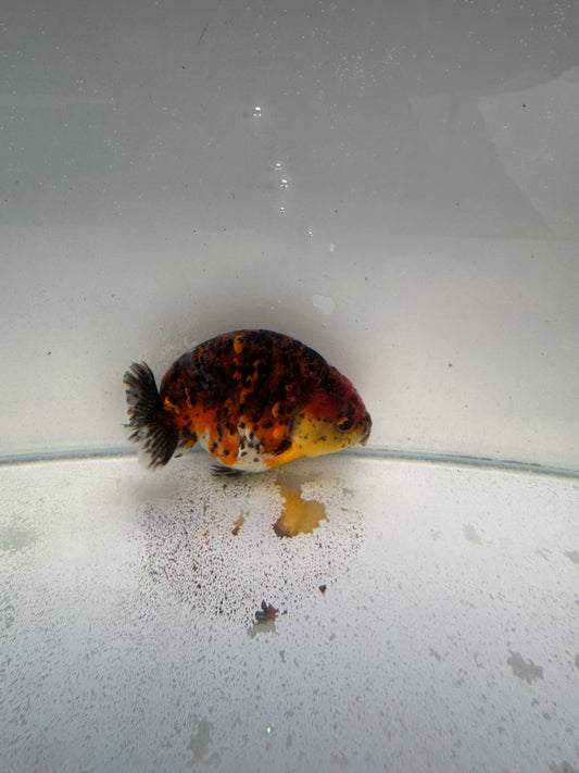 Calico Ranchu.  WVF317