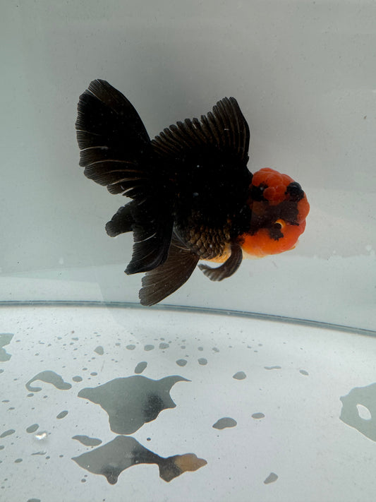 Apache Oranda. WVF244