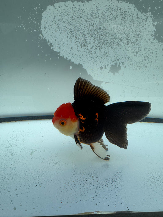 Tricolour Oranda.  WVF1141