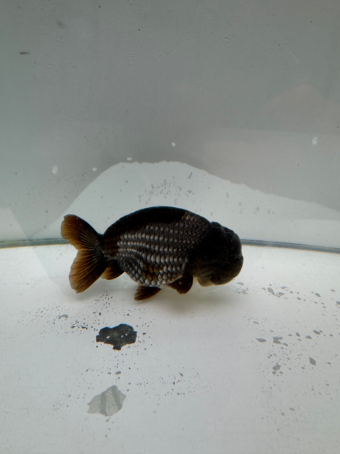 Ochiba Ranchu. WVF039