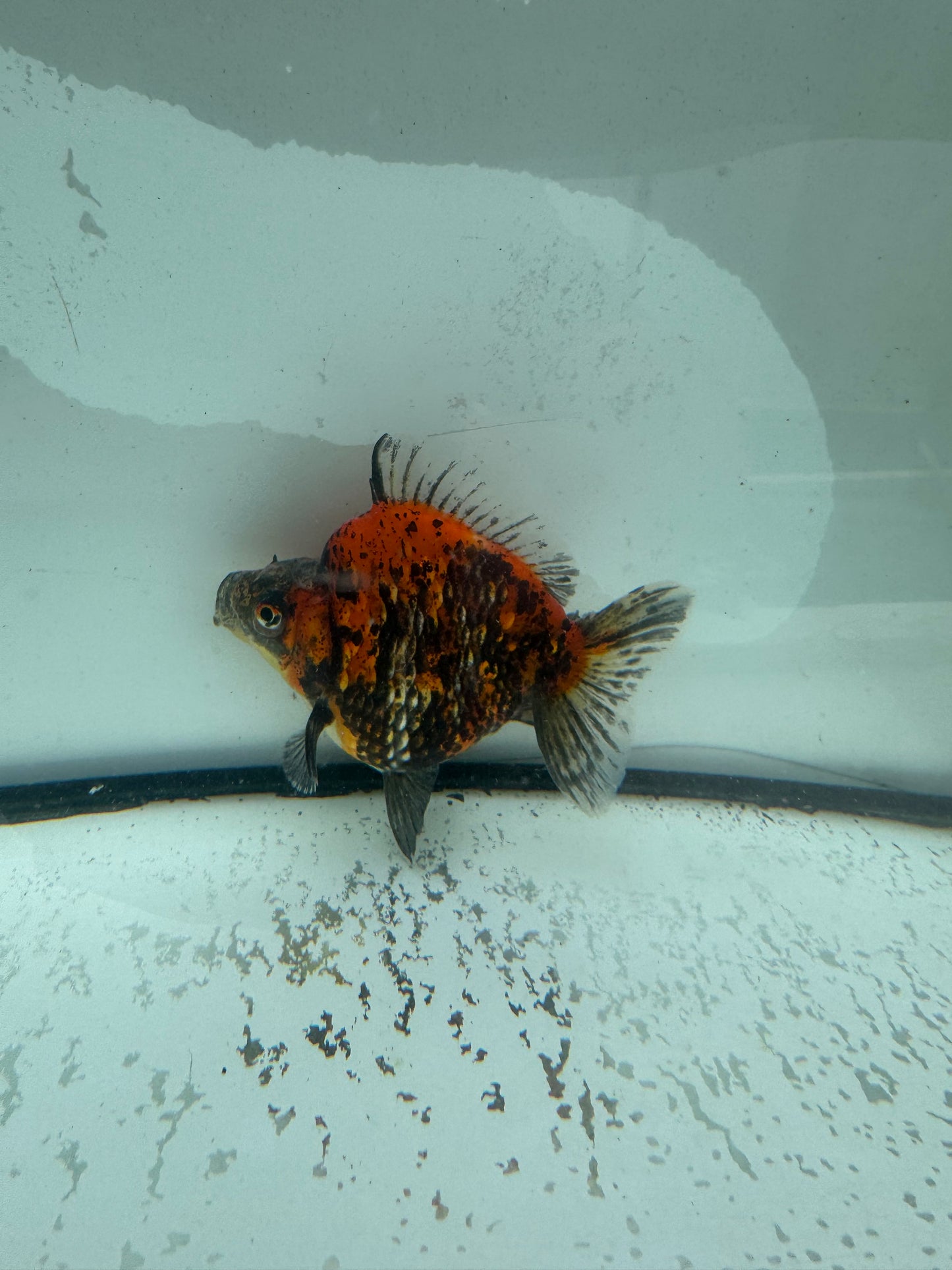 Calico Ryukin. WVF962