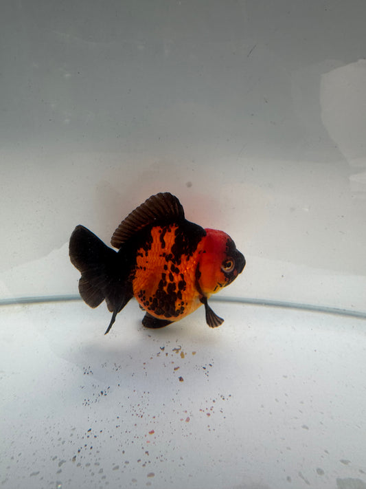 Short tail Apache Oranda.  WVF258 Direct from Nana farm