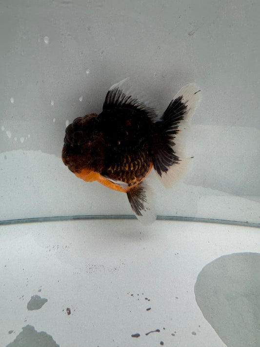 Original Shogun Oranda.  WVF081