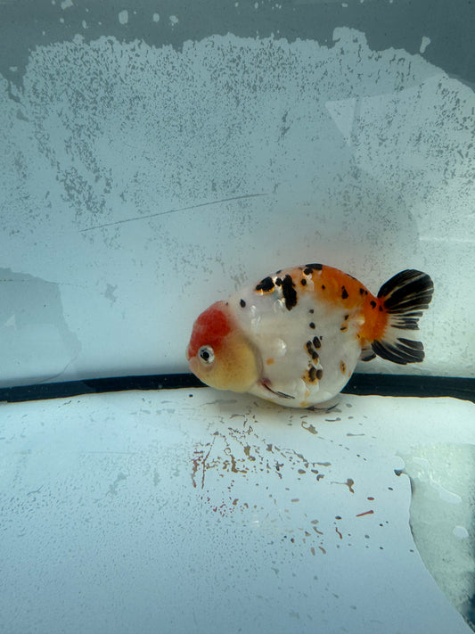 Calico Ranchu.  WVF744