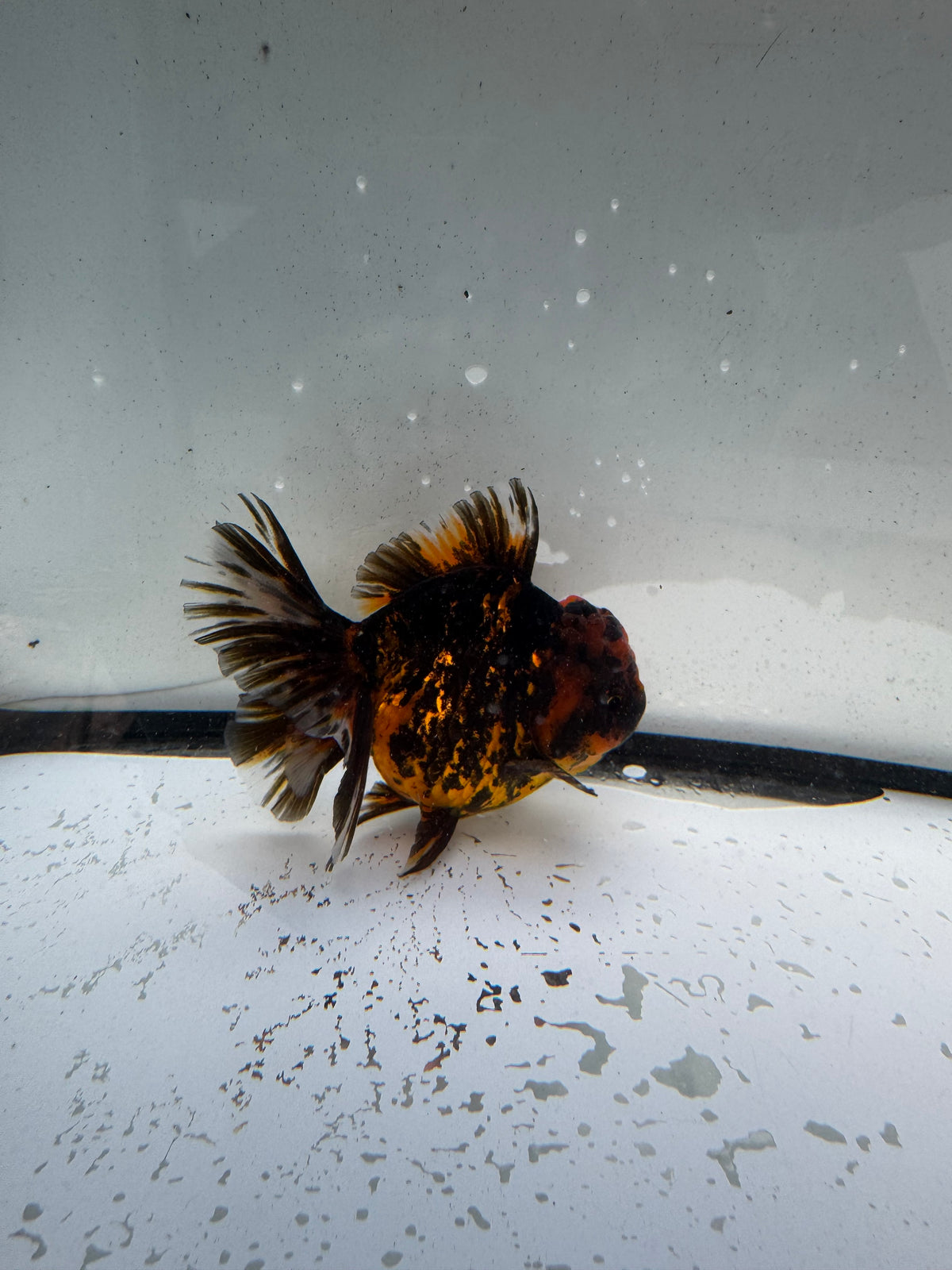 Red tiger Oranda. WVF1169