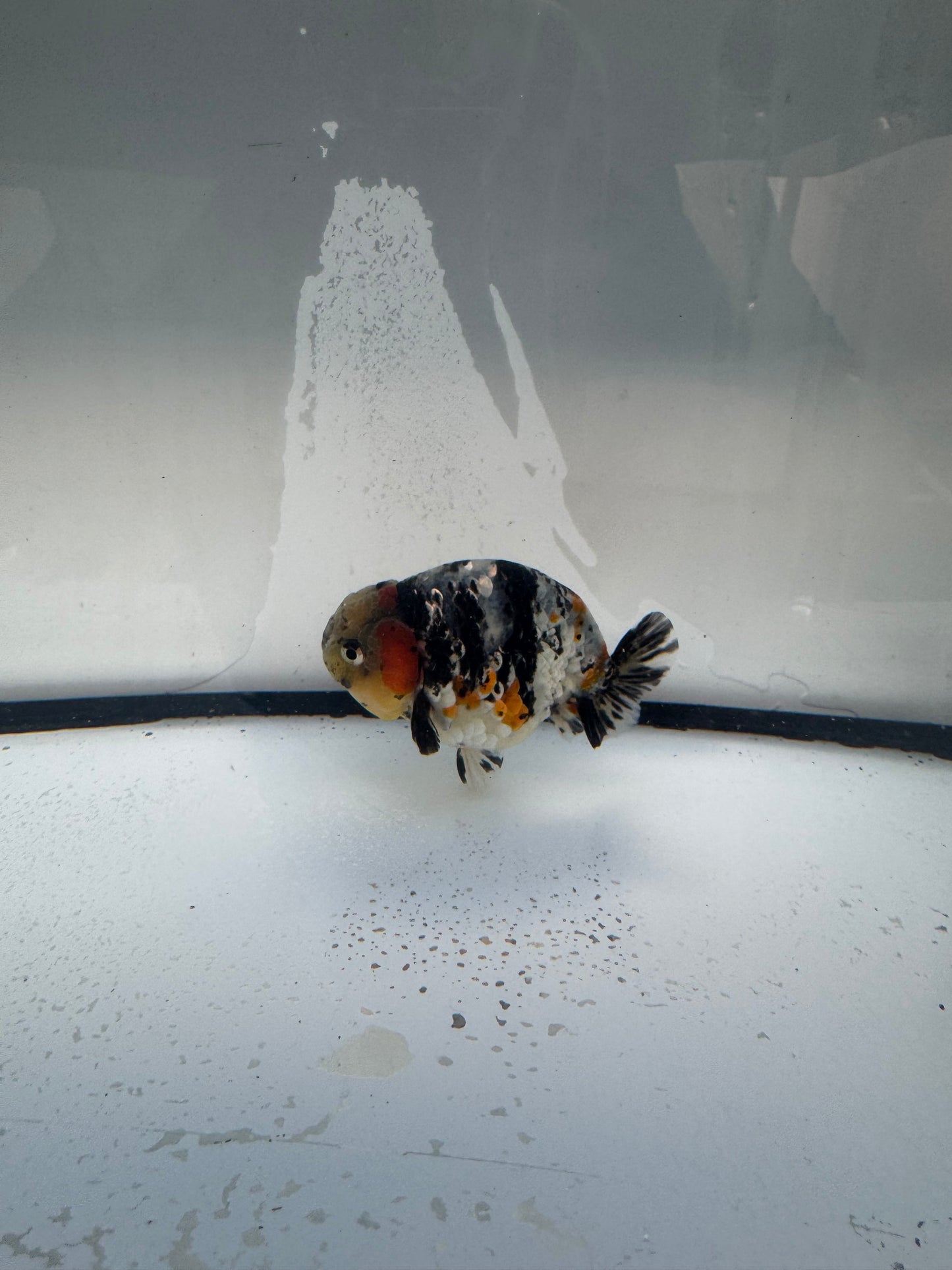 Metalic calico Ranchu. WVF1085
