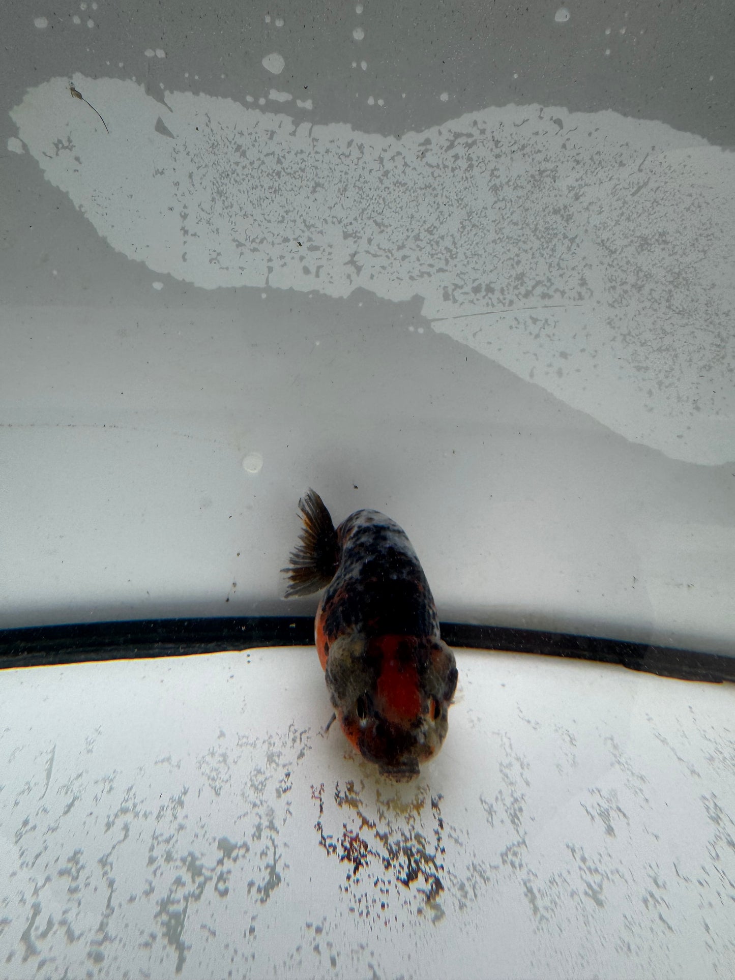 Calico Ranchu. WVF979