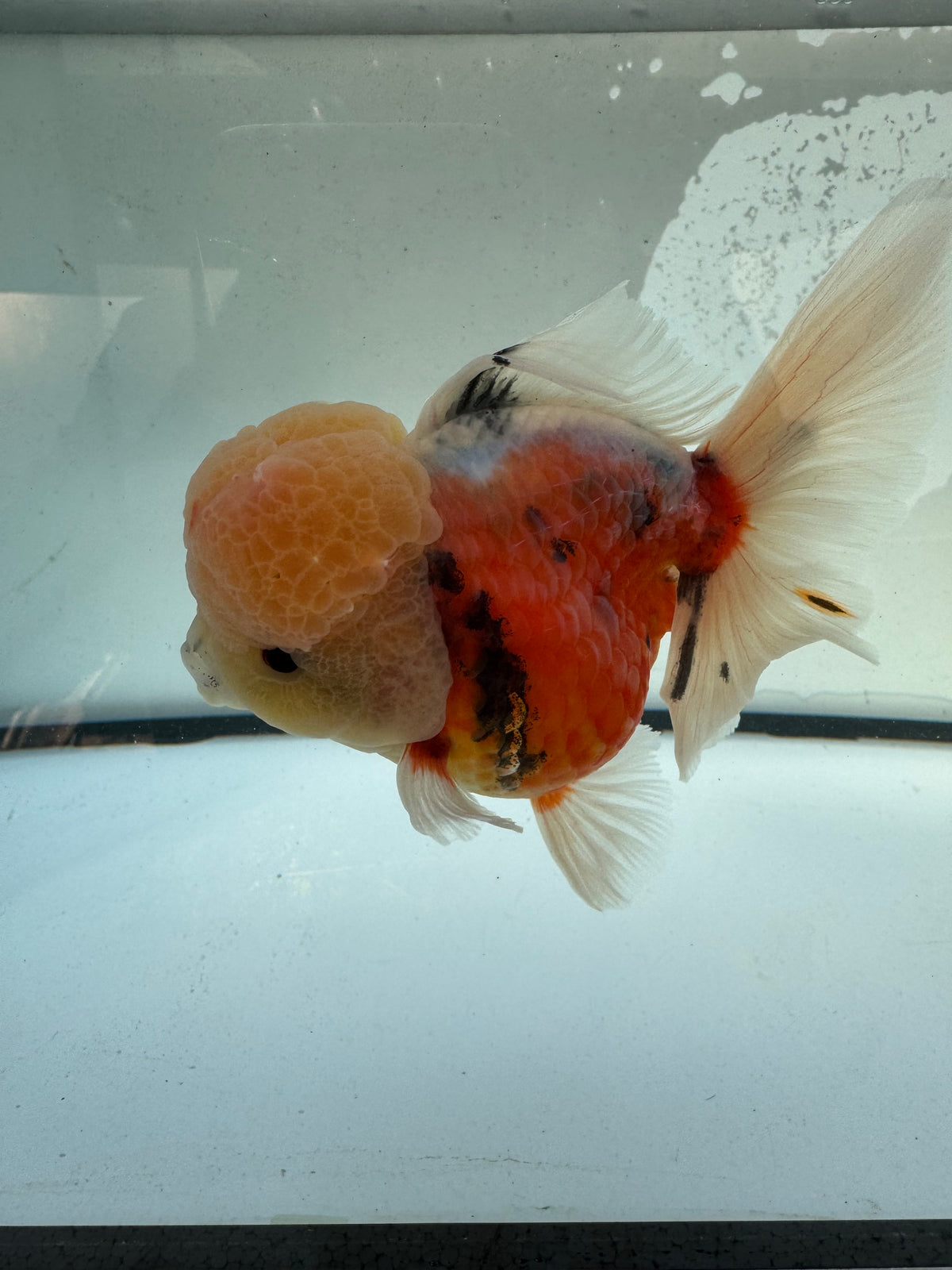 Calico Oranda. WVF1214