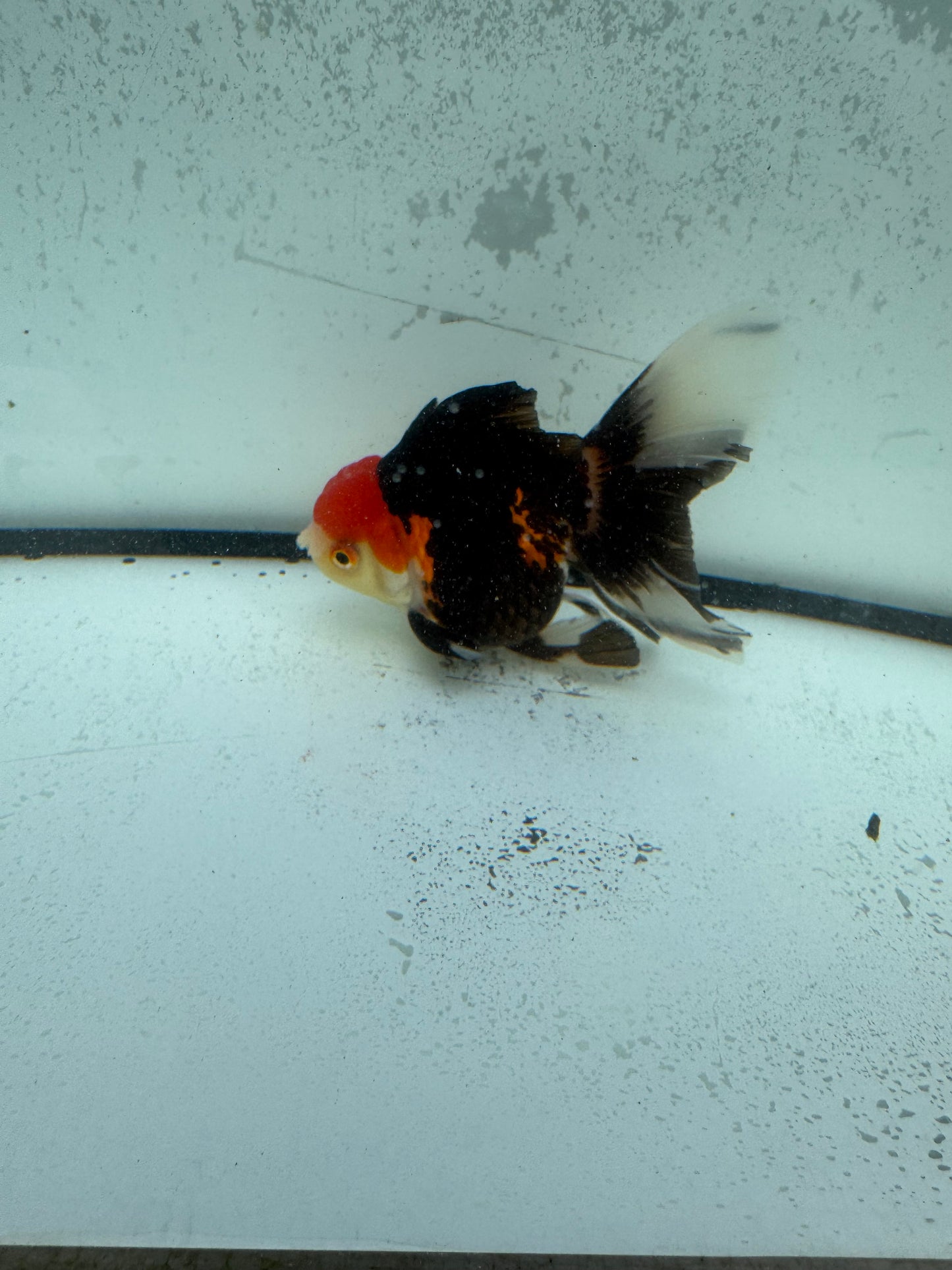 Tricolour Oranda. WVF1146