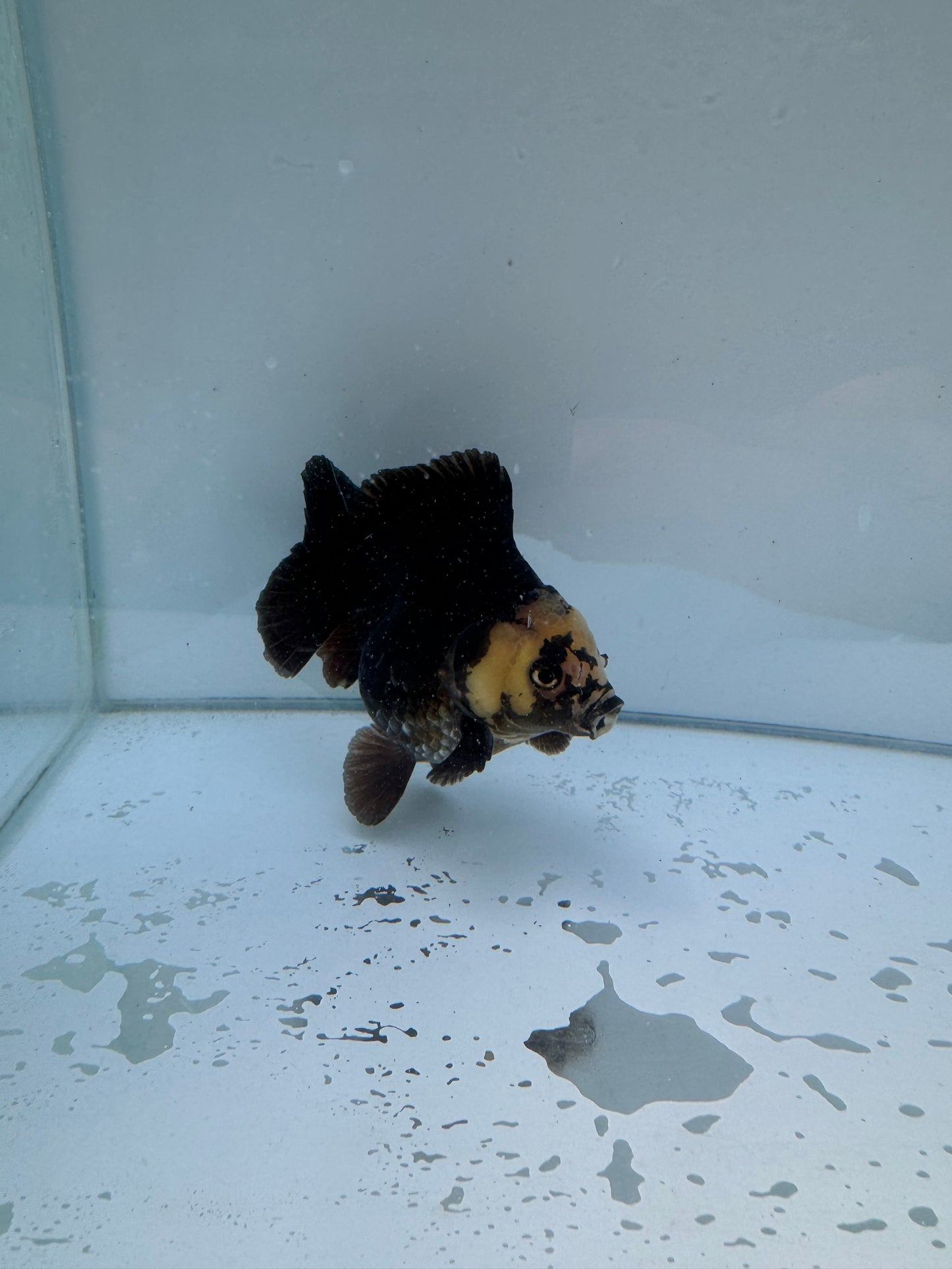 Panda Oranda WVF053