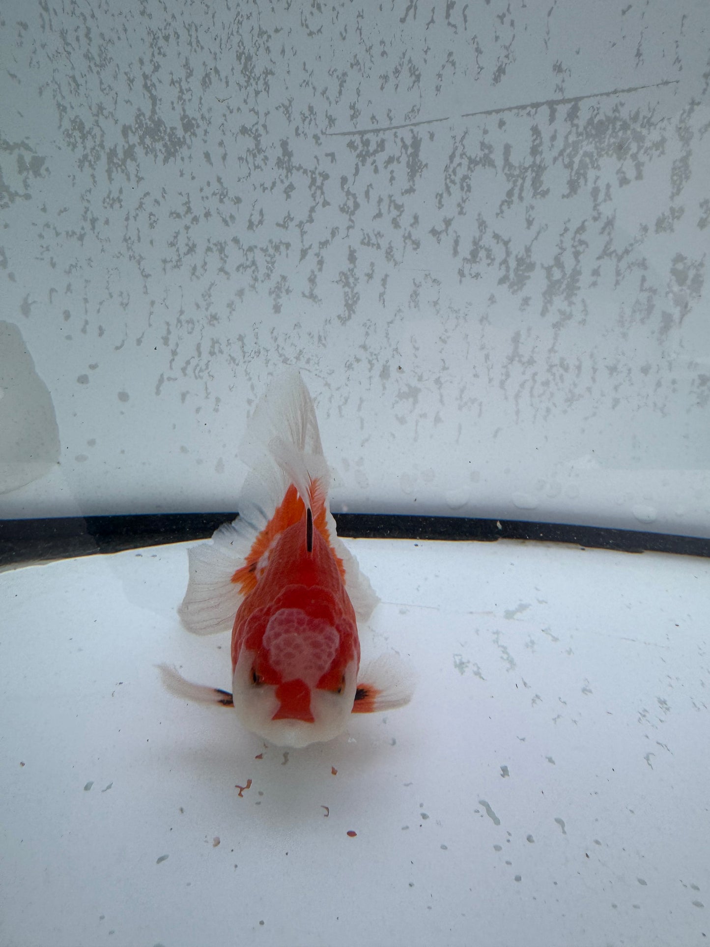 Red&white Oranda. WVF493