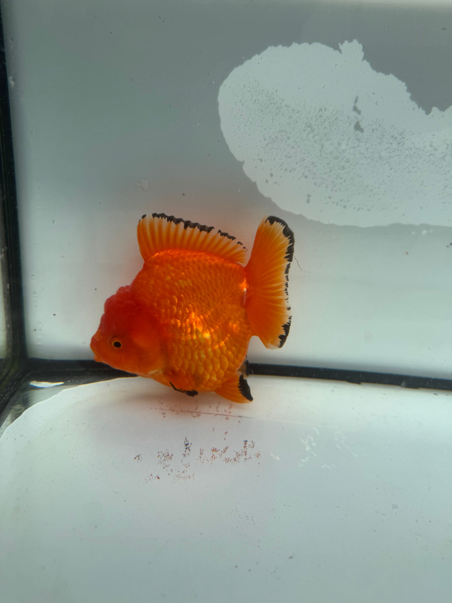 Short tail Oranda  WVF932