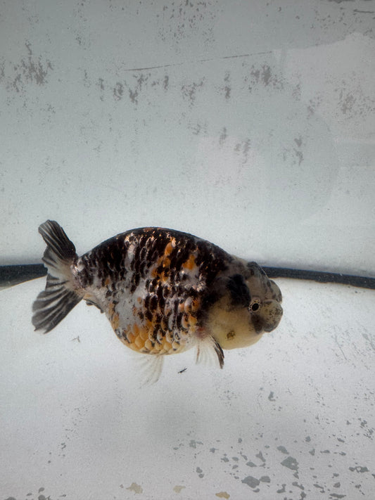Calico Tiger ranchu. WVF591