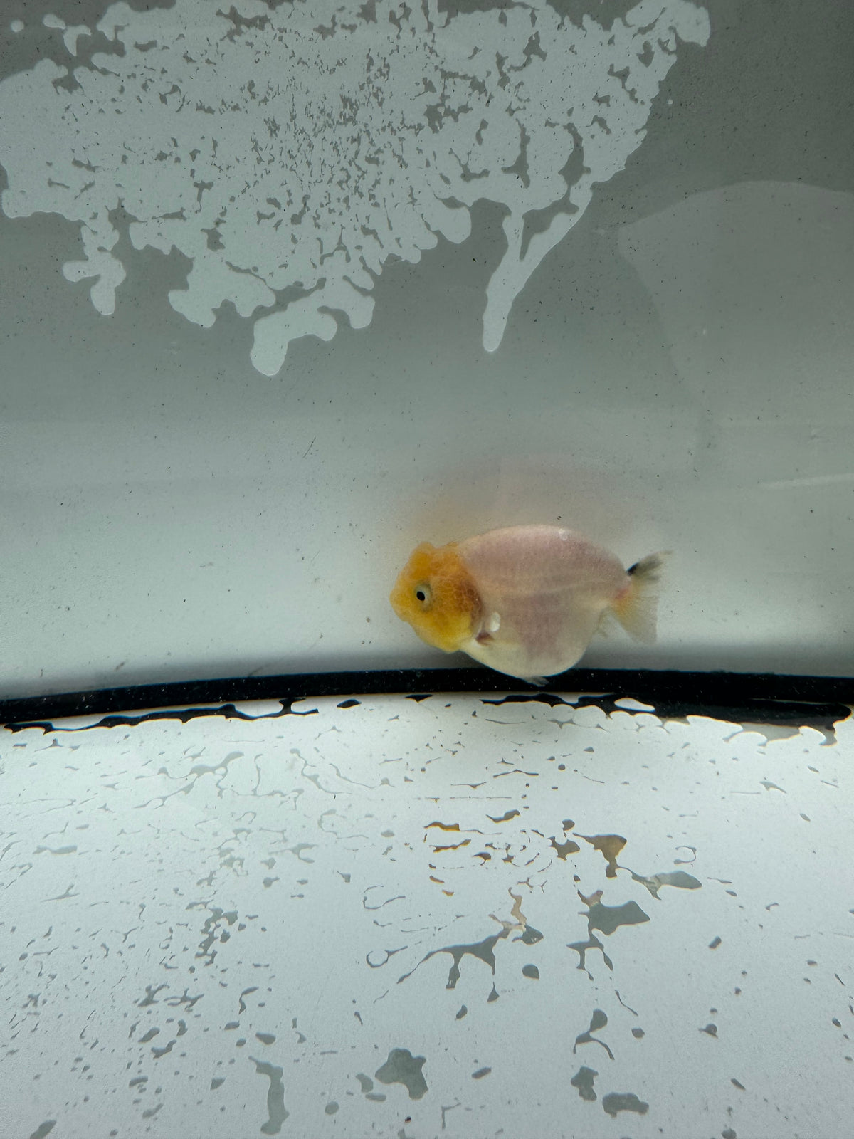 Ranchu. WVF1195