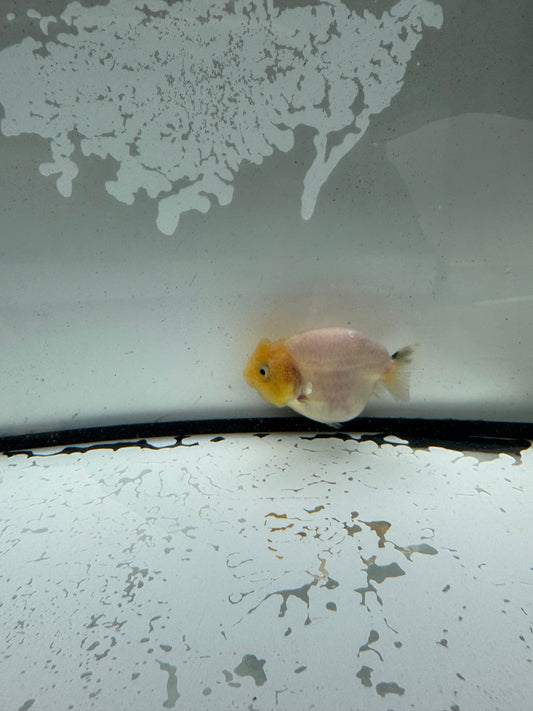 Ranchu. WVF1195
