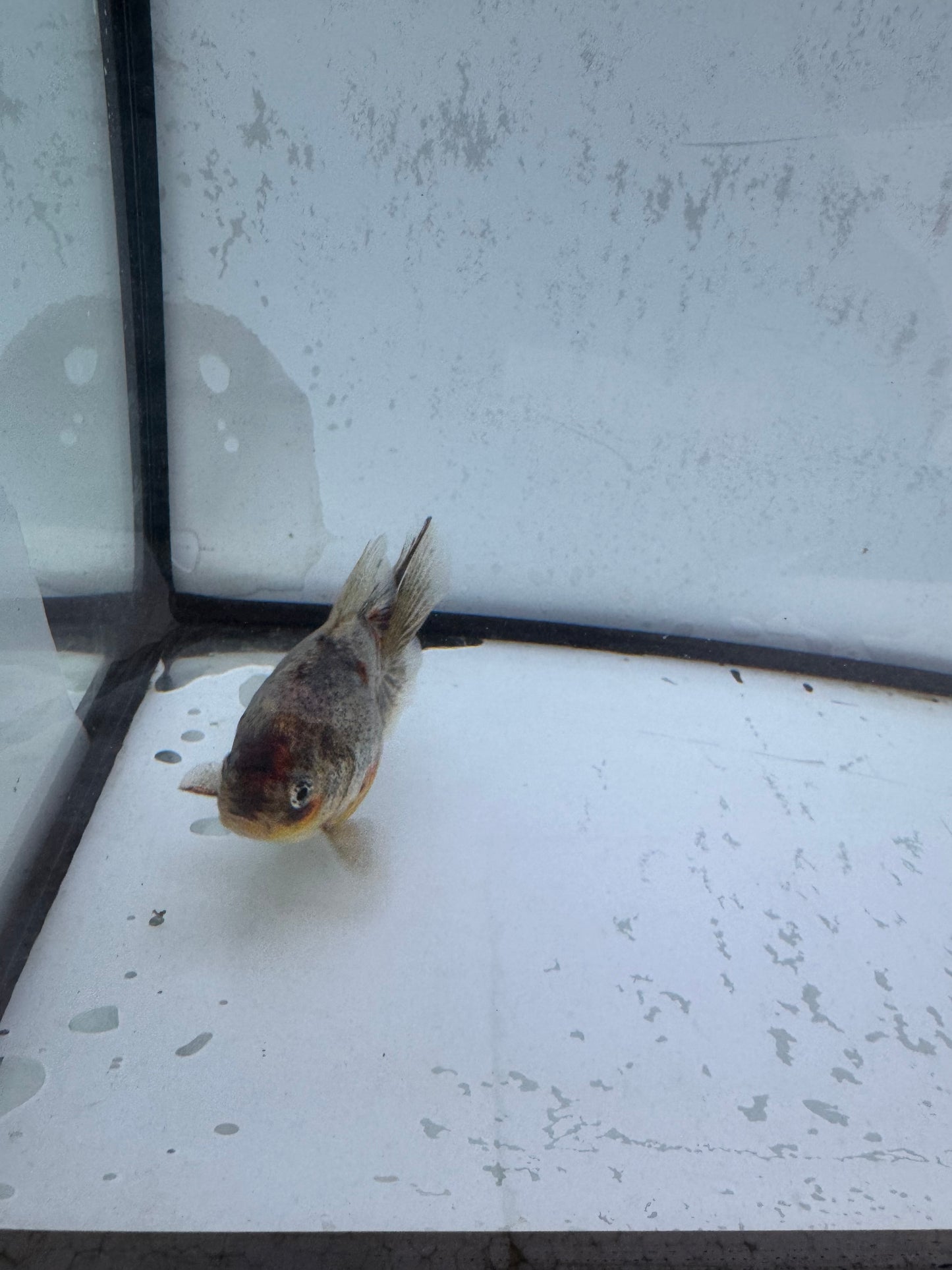 Kirin broadtail Ryukin. WVF579