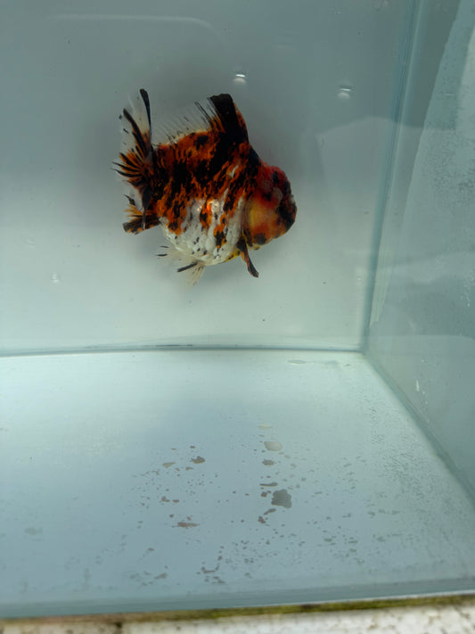 Short tail Calico Oranda. WVF265. Direct from Nana farm