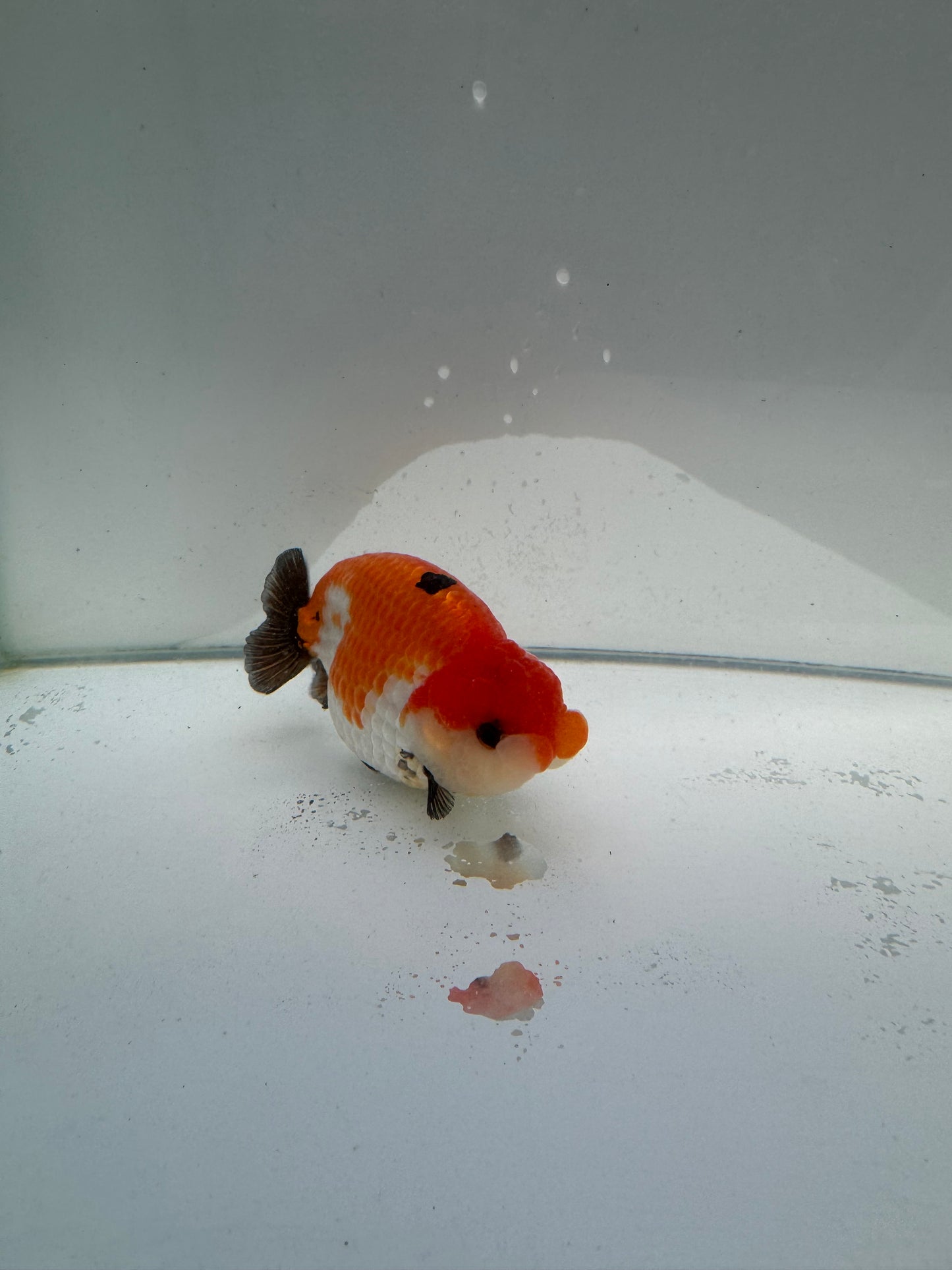 Tricolour Ranchu.  WVF037