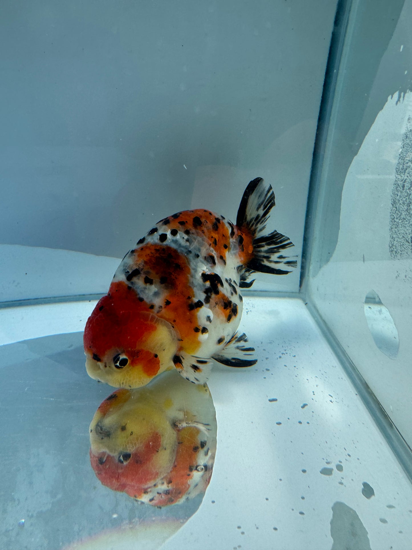 Calico Ranchu.  WVF155