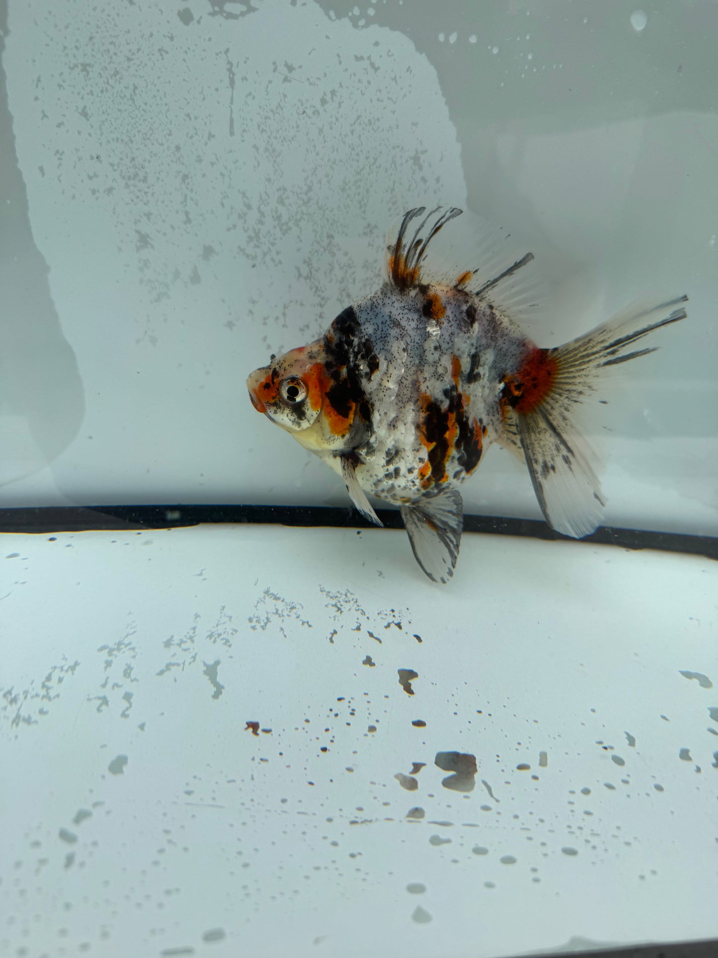 Calico broadtail Ryukin. WVF1124