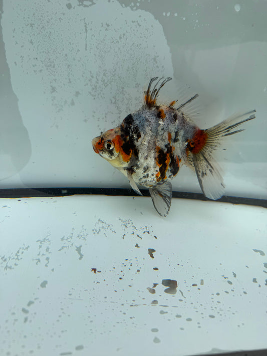 Calico broadtail Ryukin. WVF1124