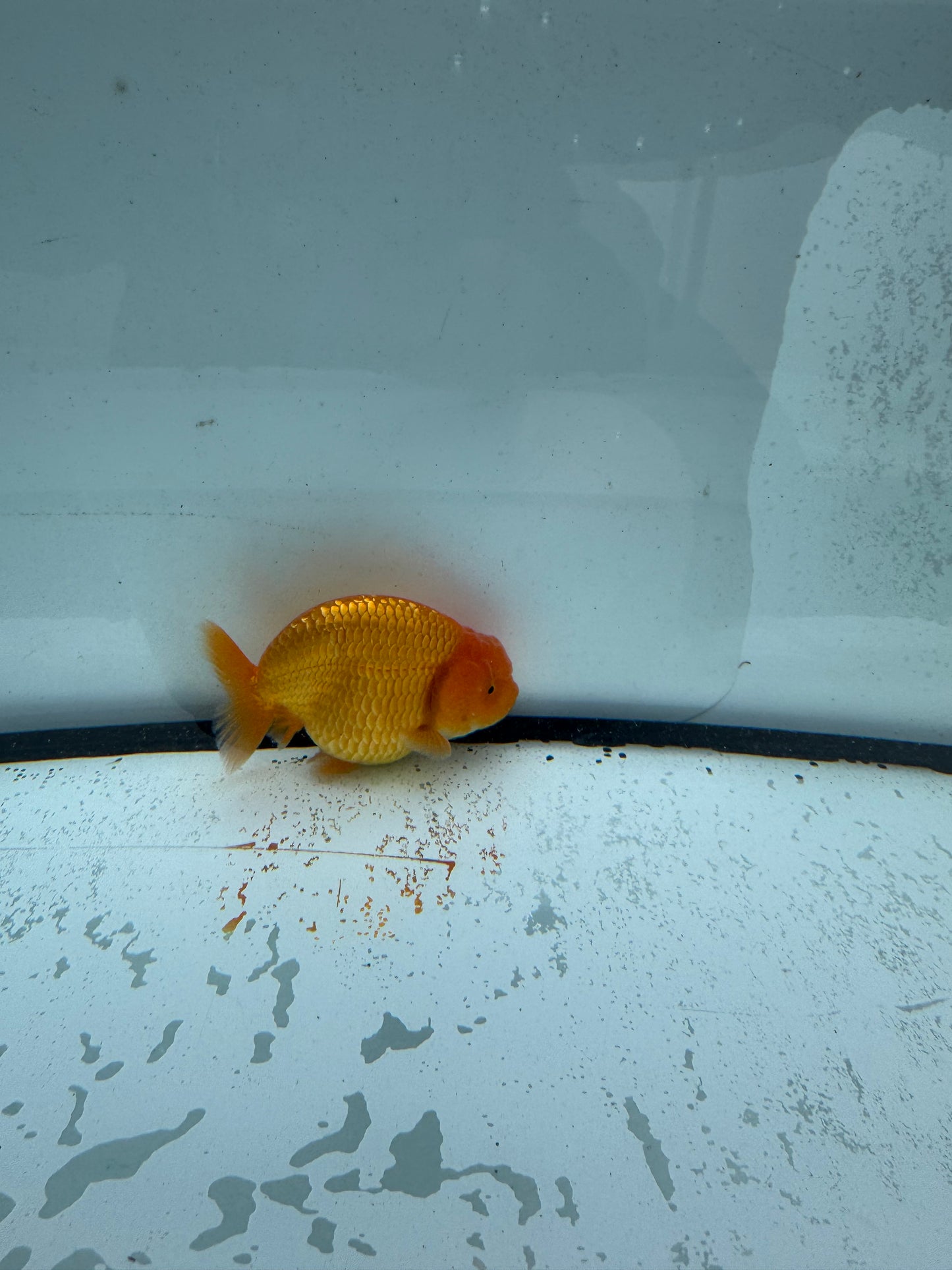 Red Ranchu.  WVF736