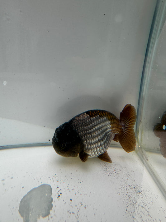 Ochiba Ranchu.   WVF041