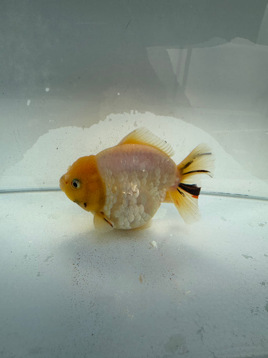 Oranda  WVF320. ,direct from nana goldfish farm