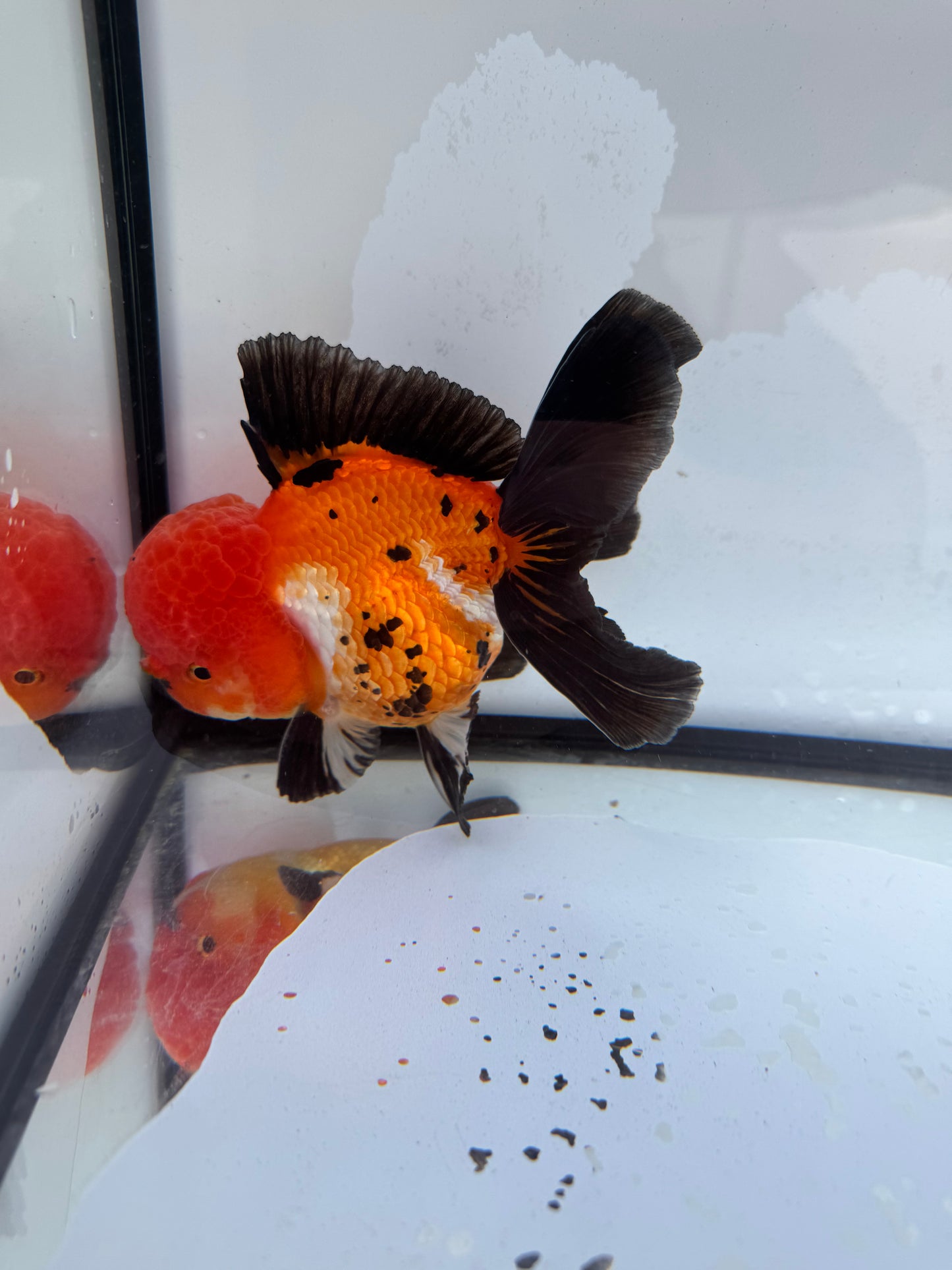 Tricolour Oranda. WVF405