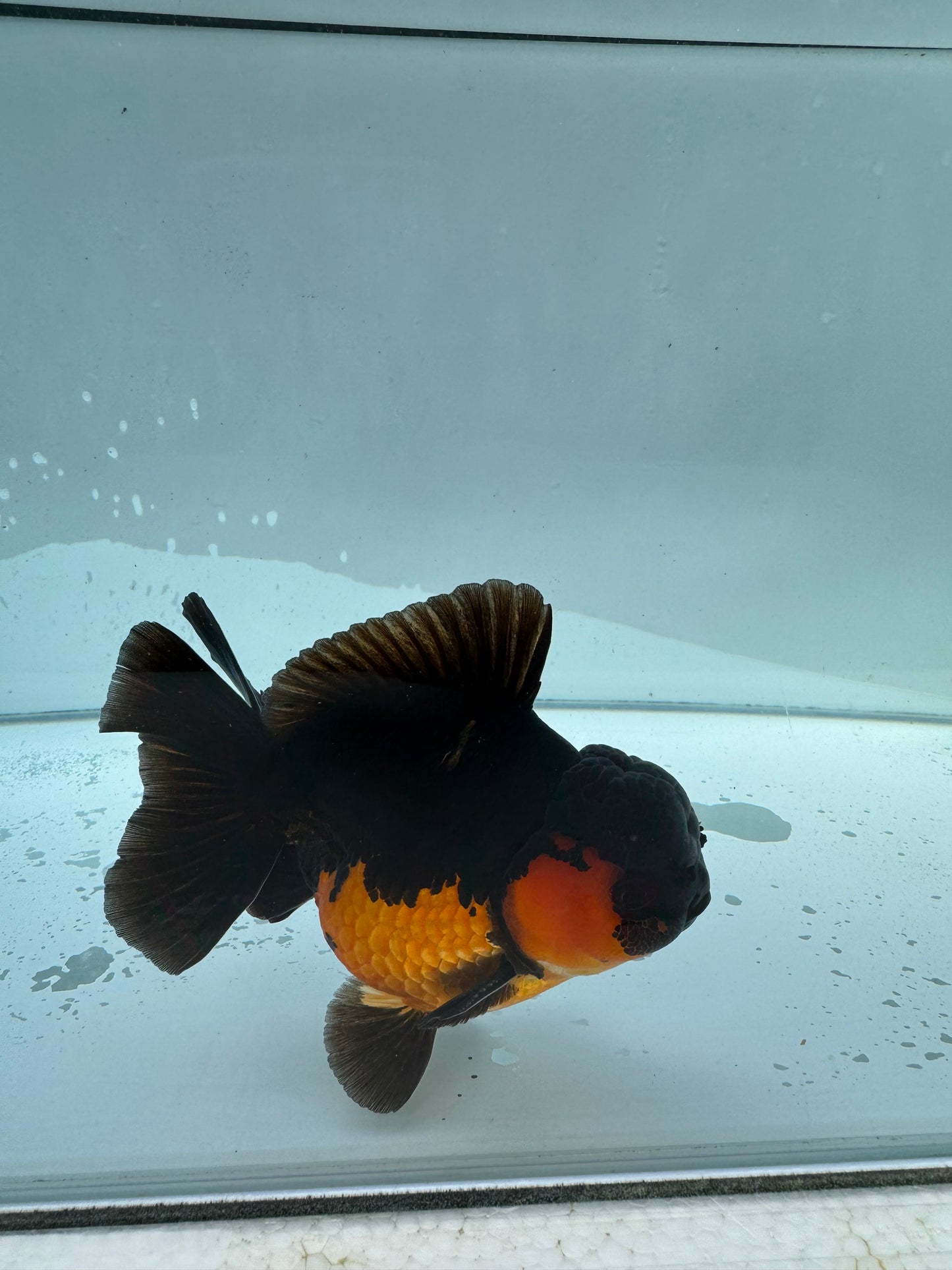 Apache Oranda.  WVF016