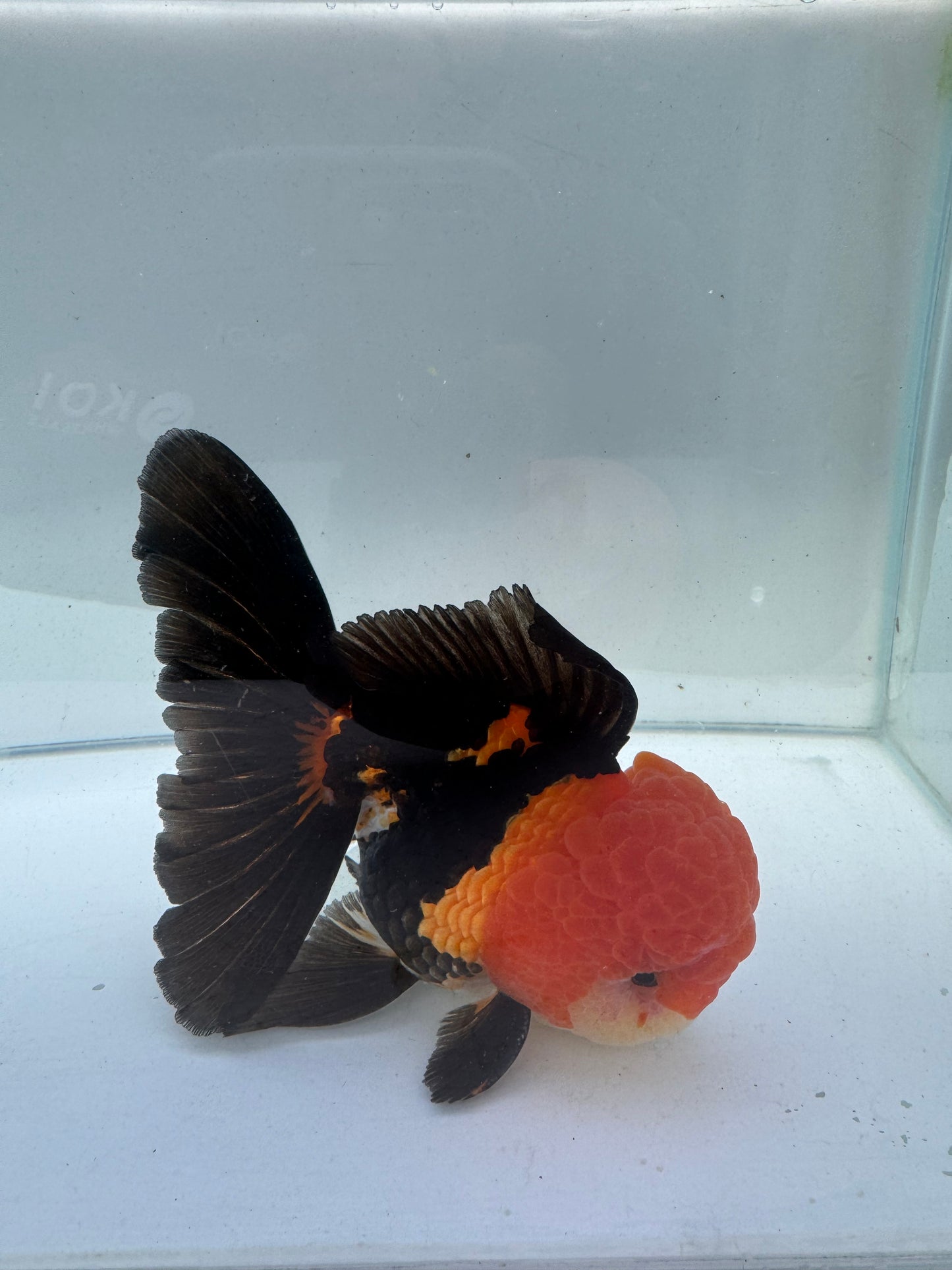 Tricolour Oranda.  WVF098