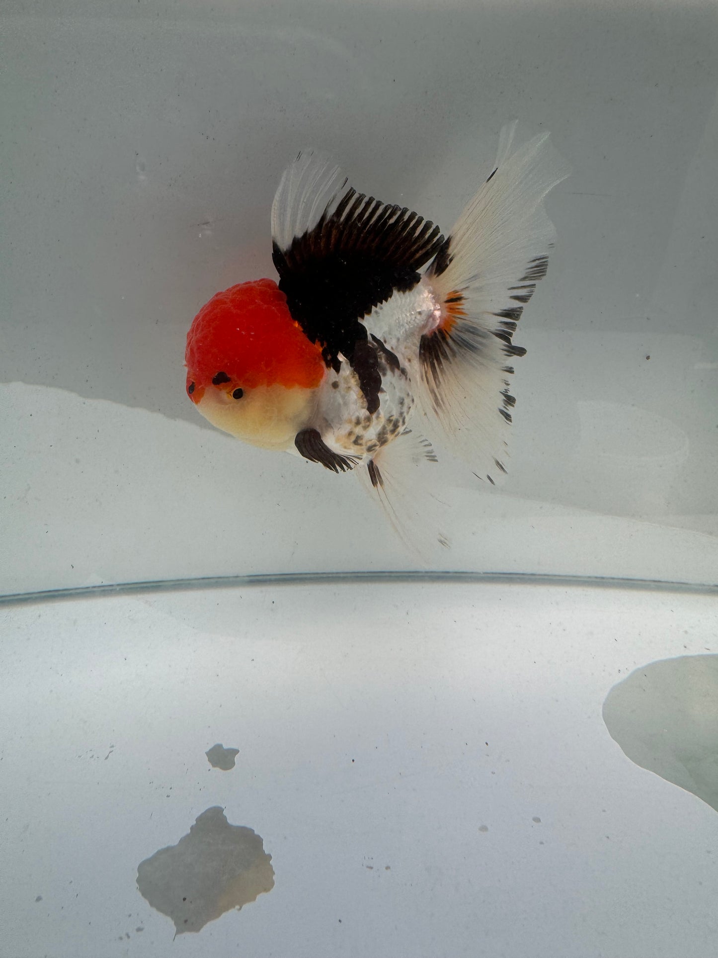 Tricolour Oranda.  WVF099