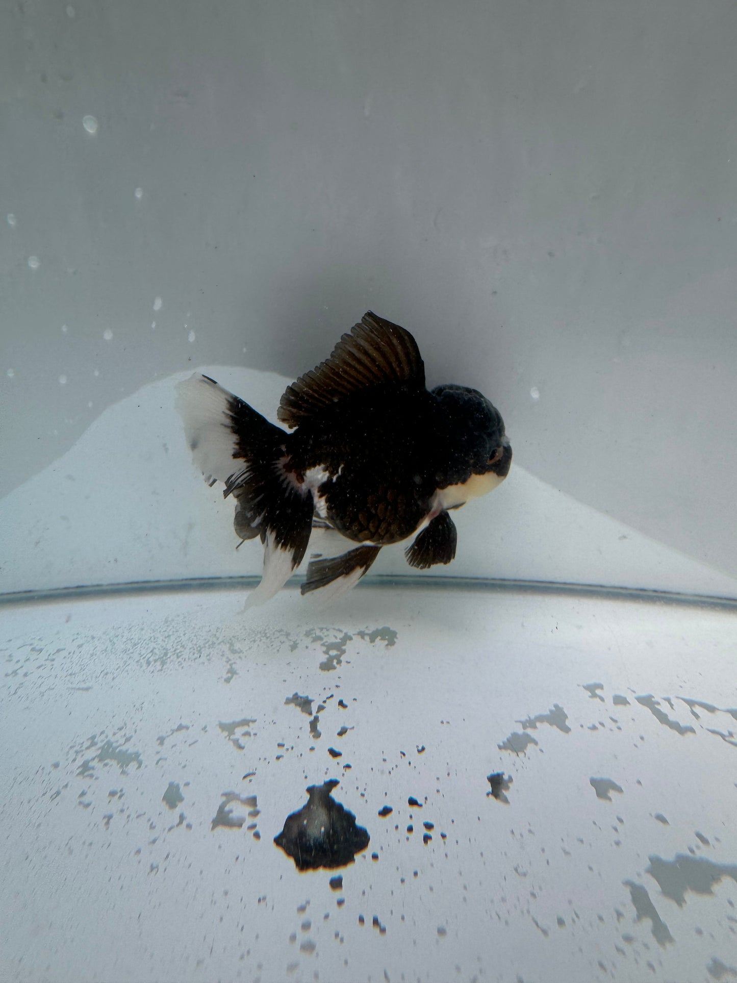 Panda Oranda.  WVF010