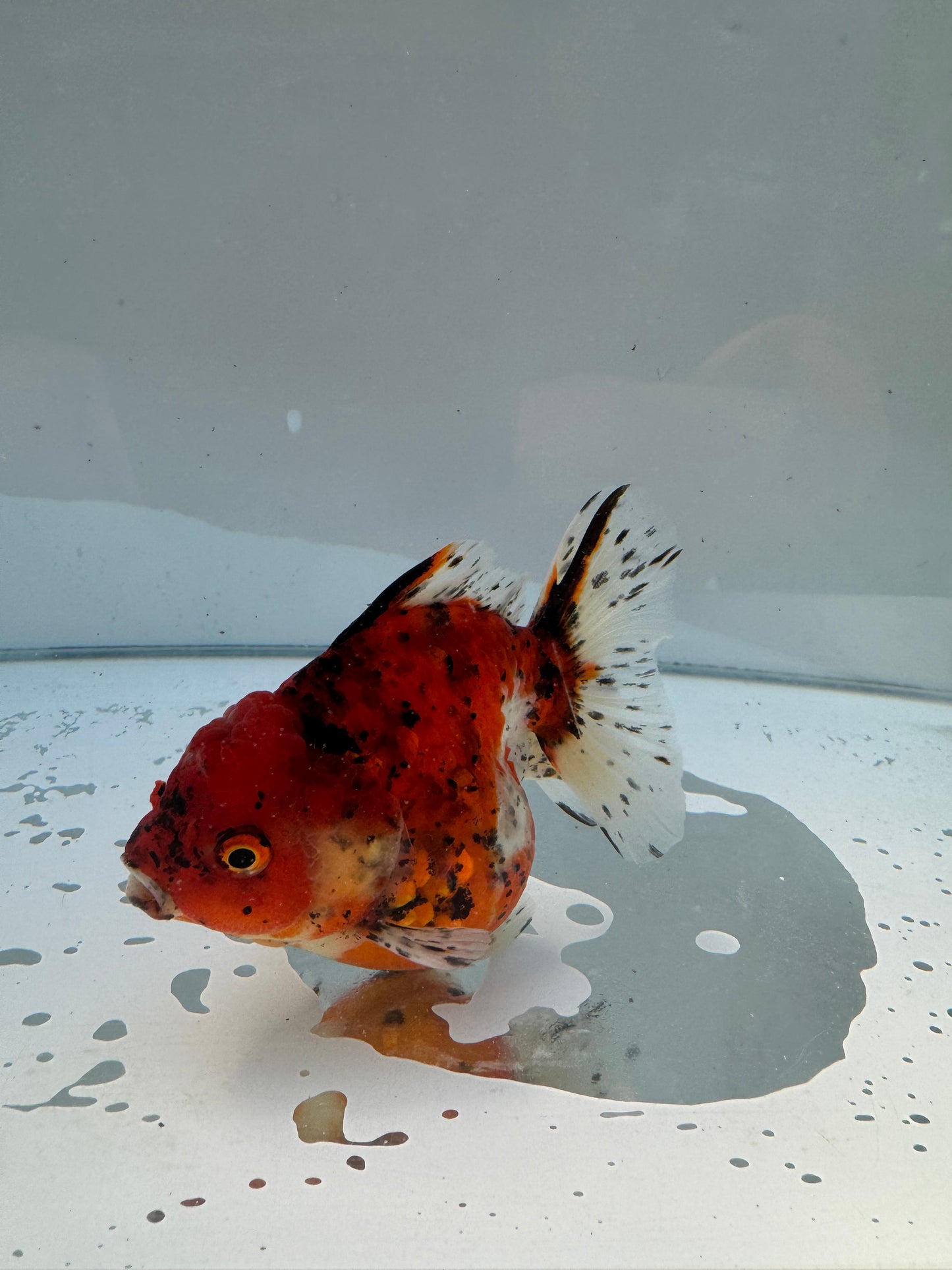 Calico Oranda.  WVF049