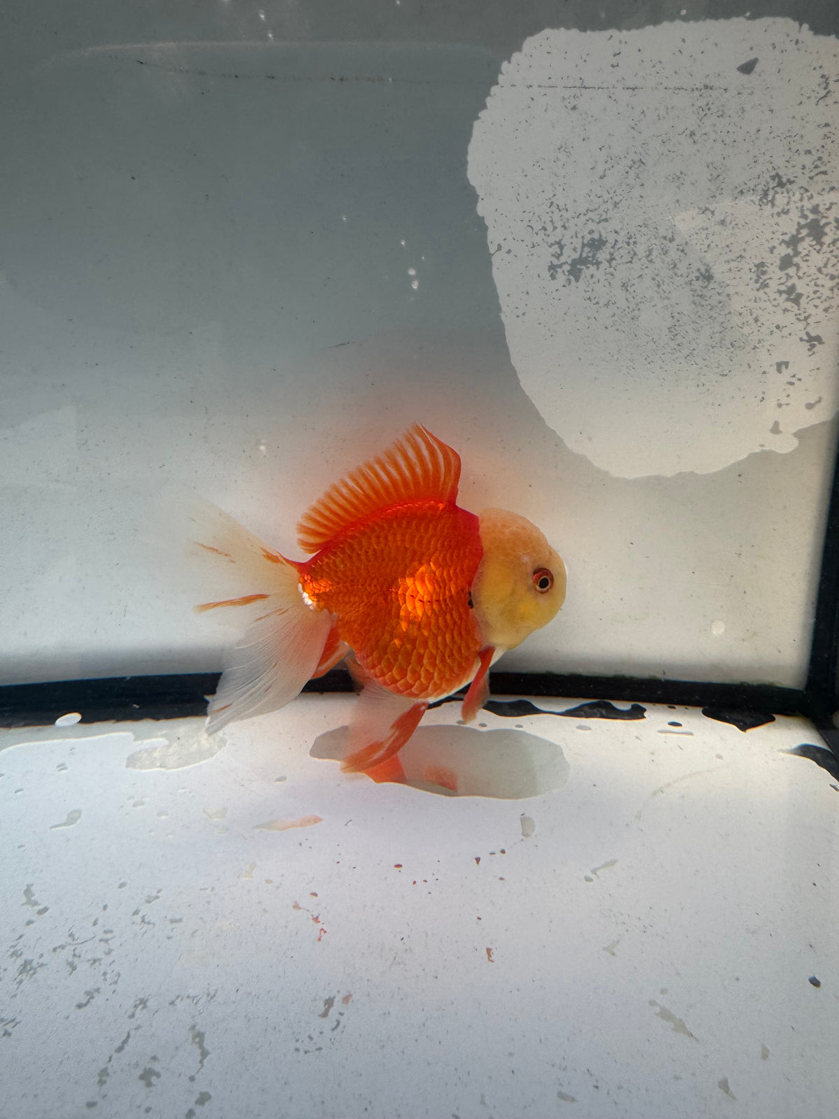 Red&white Oranda.  WVF1245