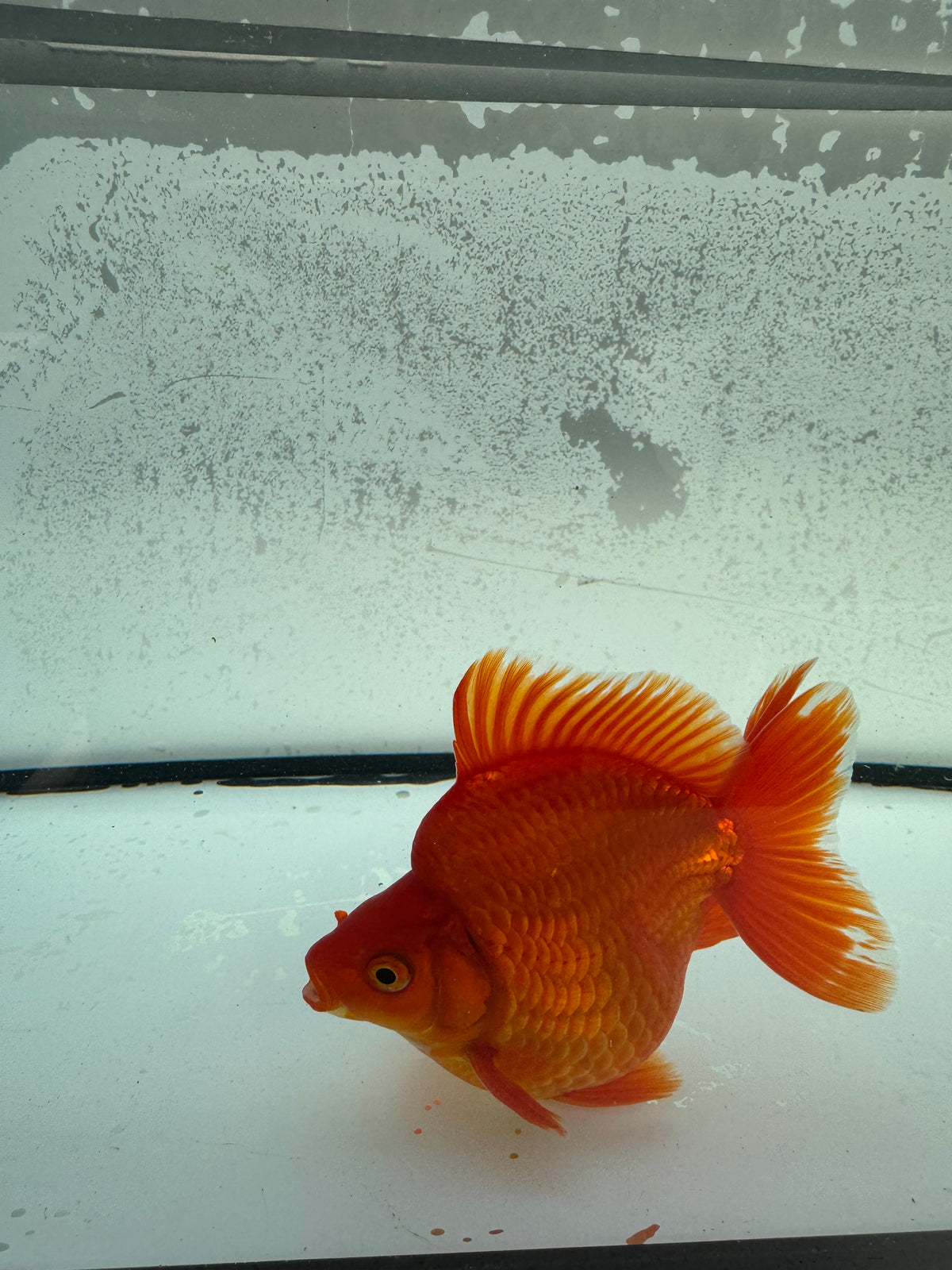 Red Ryukin. WVF1160