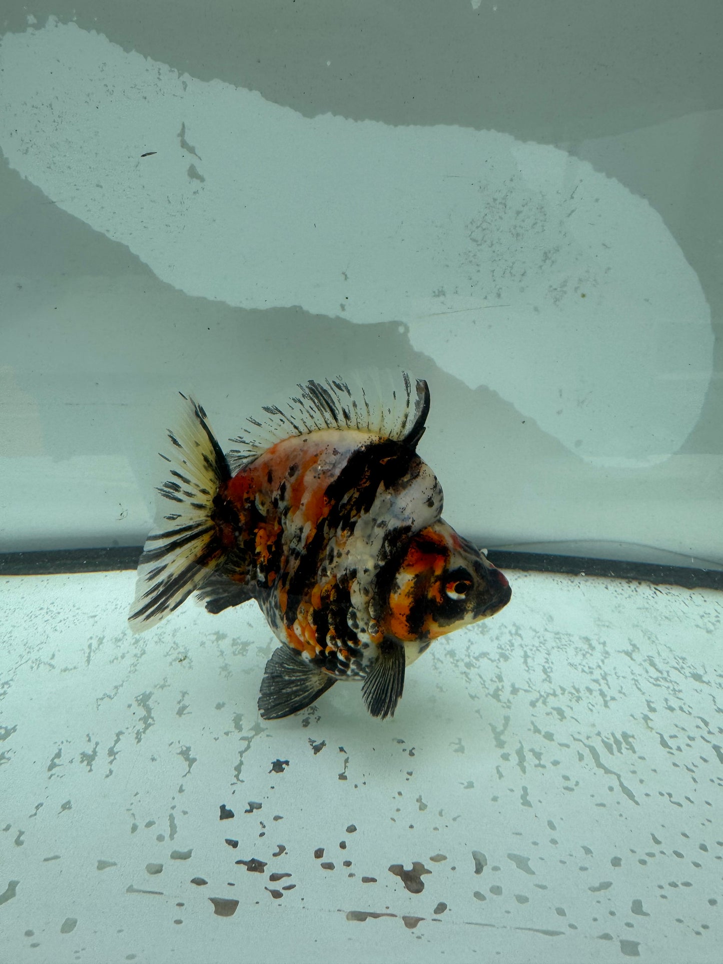 Calico Ryukin. WVF964
