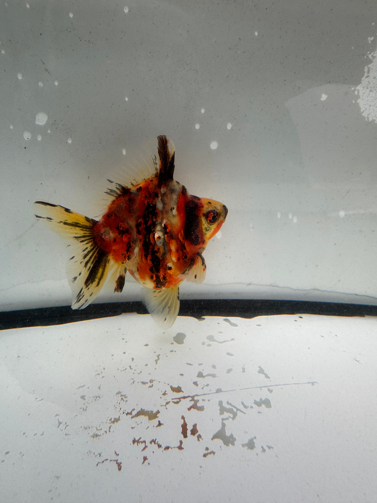 Calico Ryukin. WVF1205
