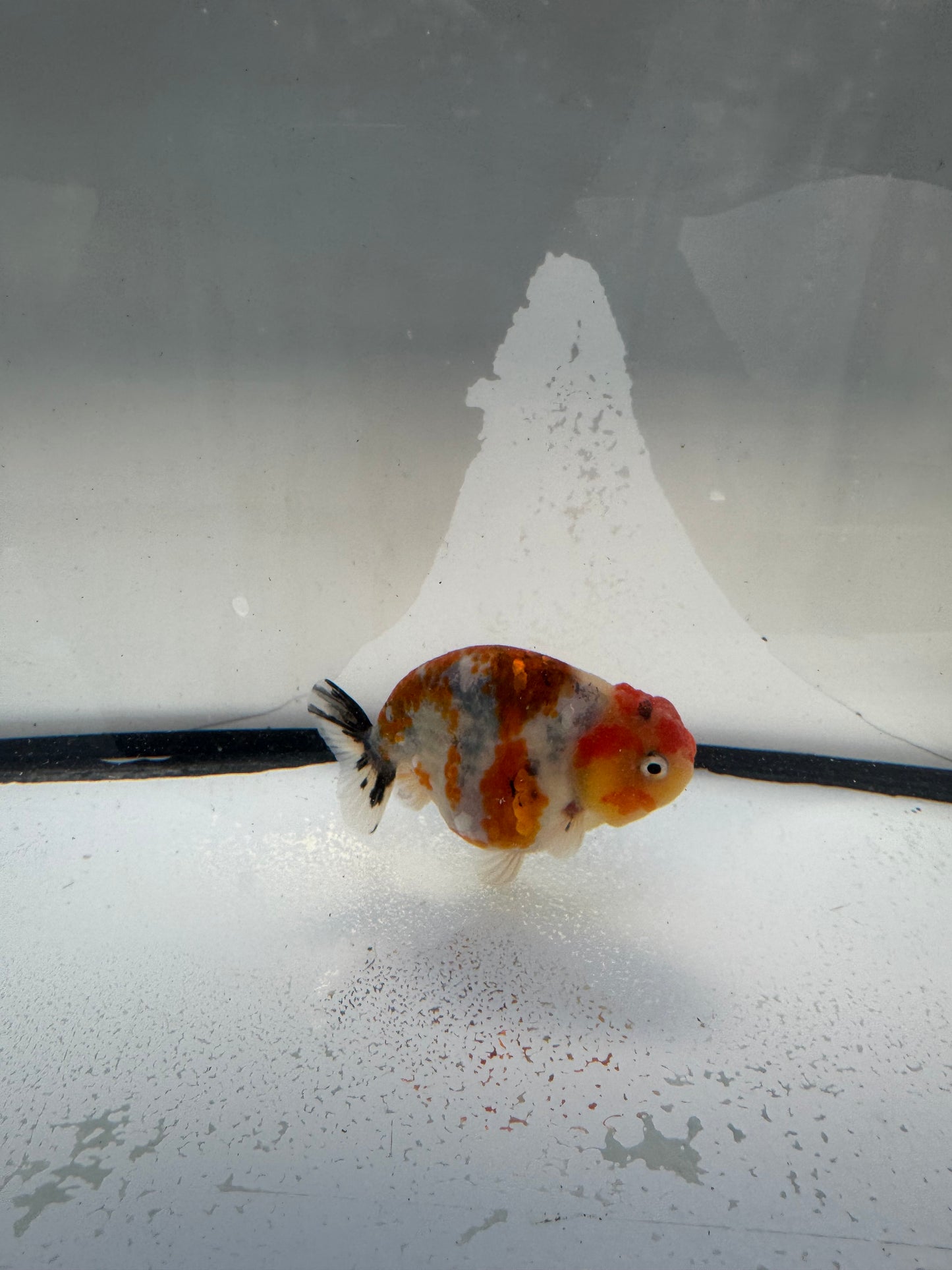 Calico Ranchu.  WVF1081