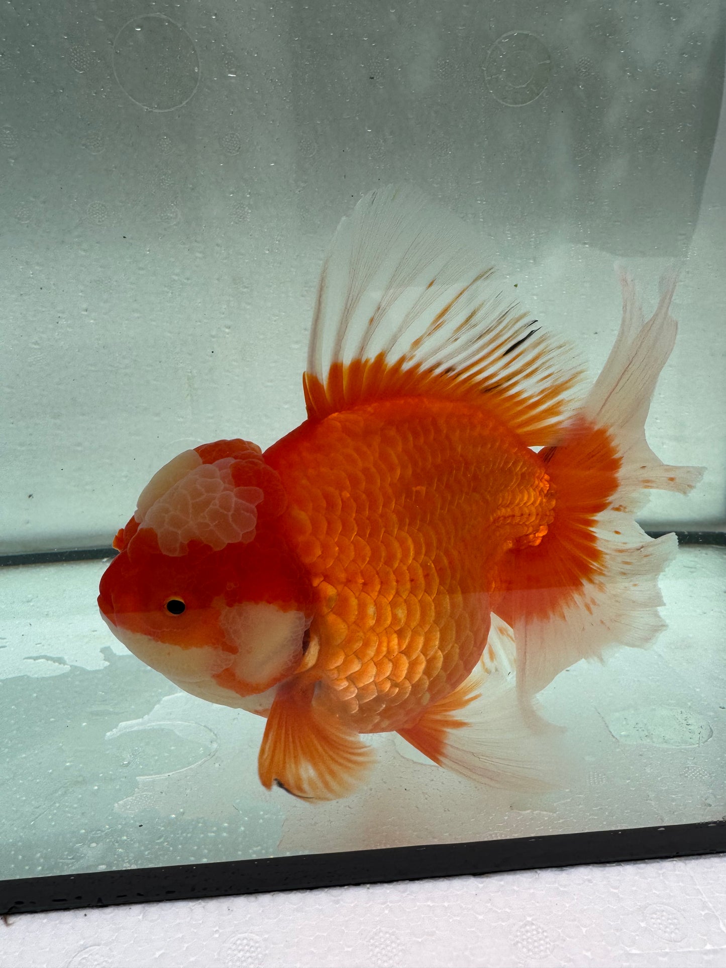 Red&white Oranda. WVF426