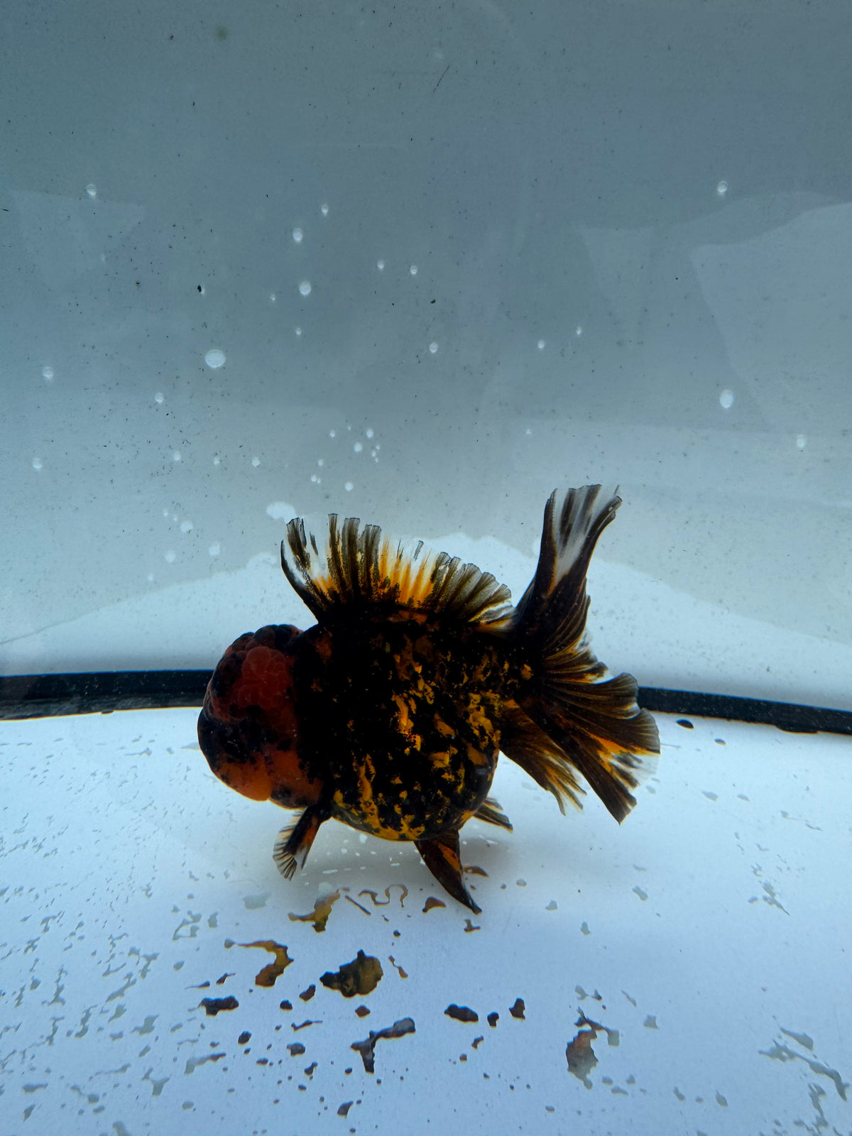 Red tiger Oranda. WVF1169