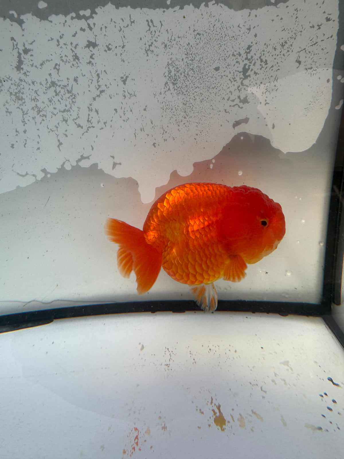 Red Ranchu. WVF1216