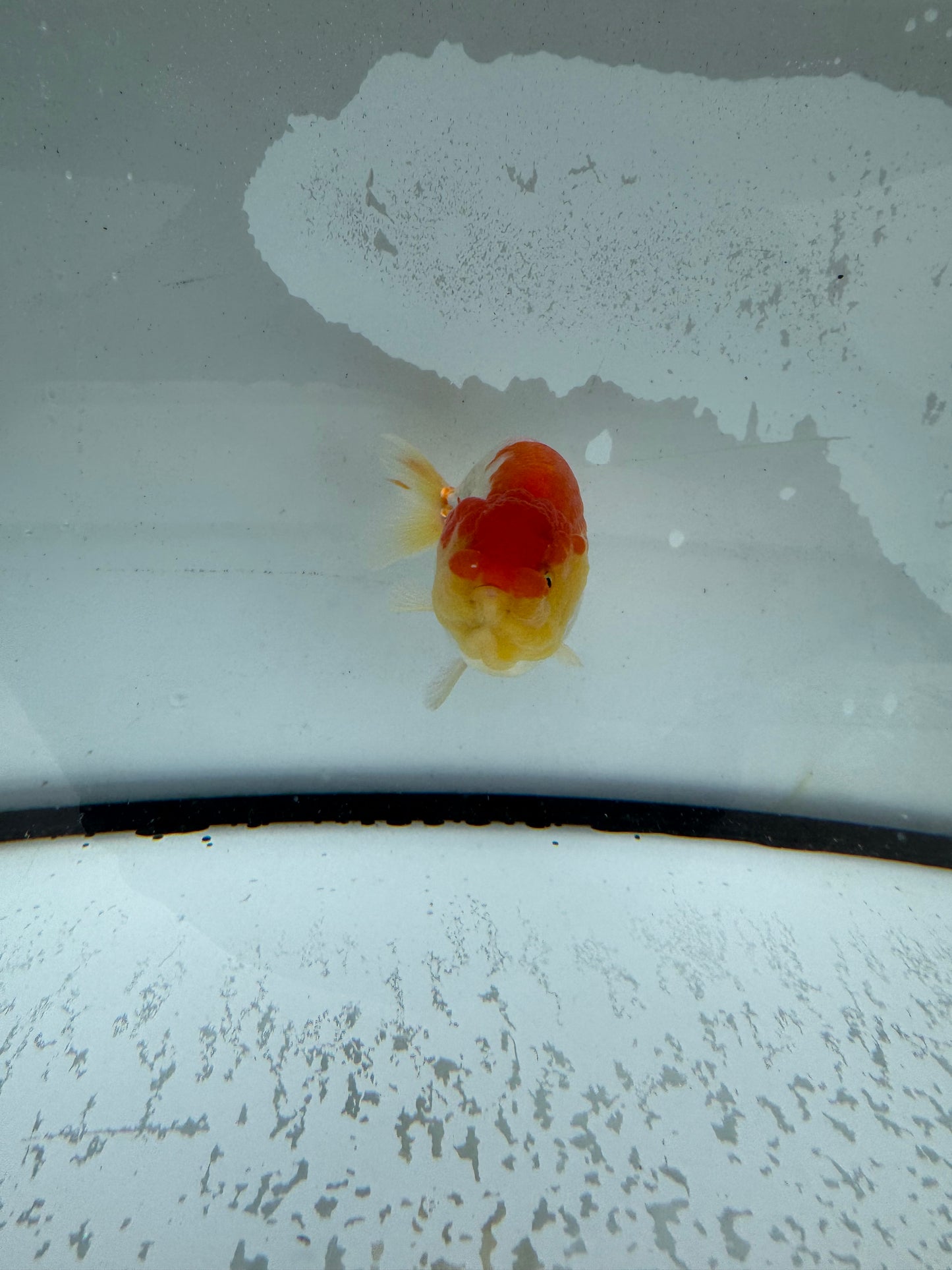 Red&white Ranchu. WVF1007