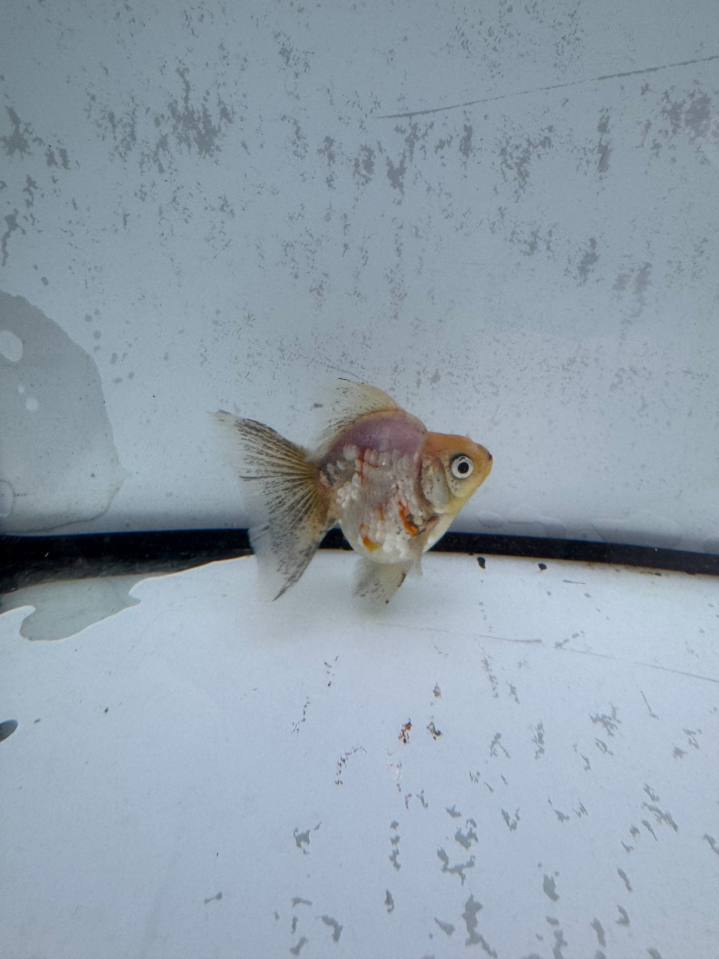 Broadtail Ryukin. WVF581