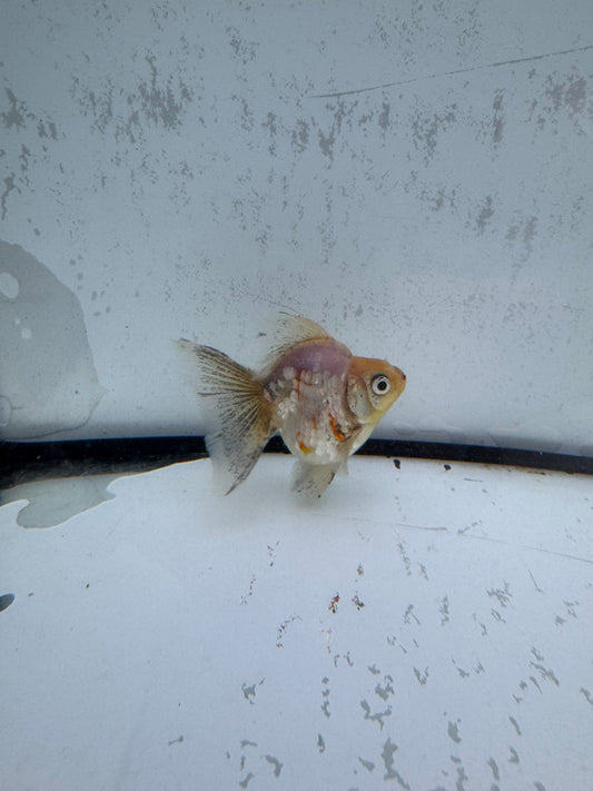 Broadtail Ryukin. WVF581