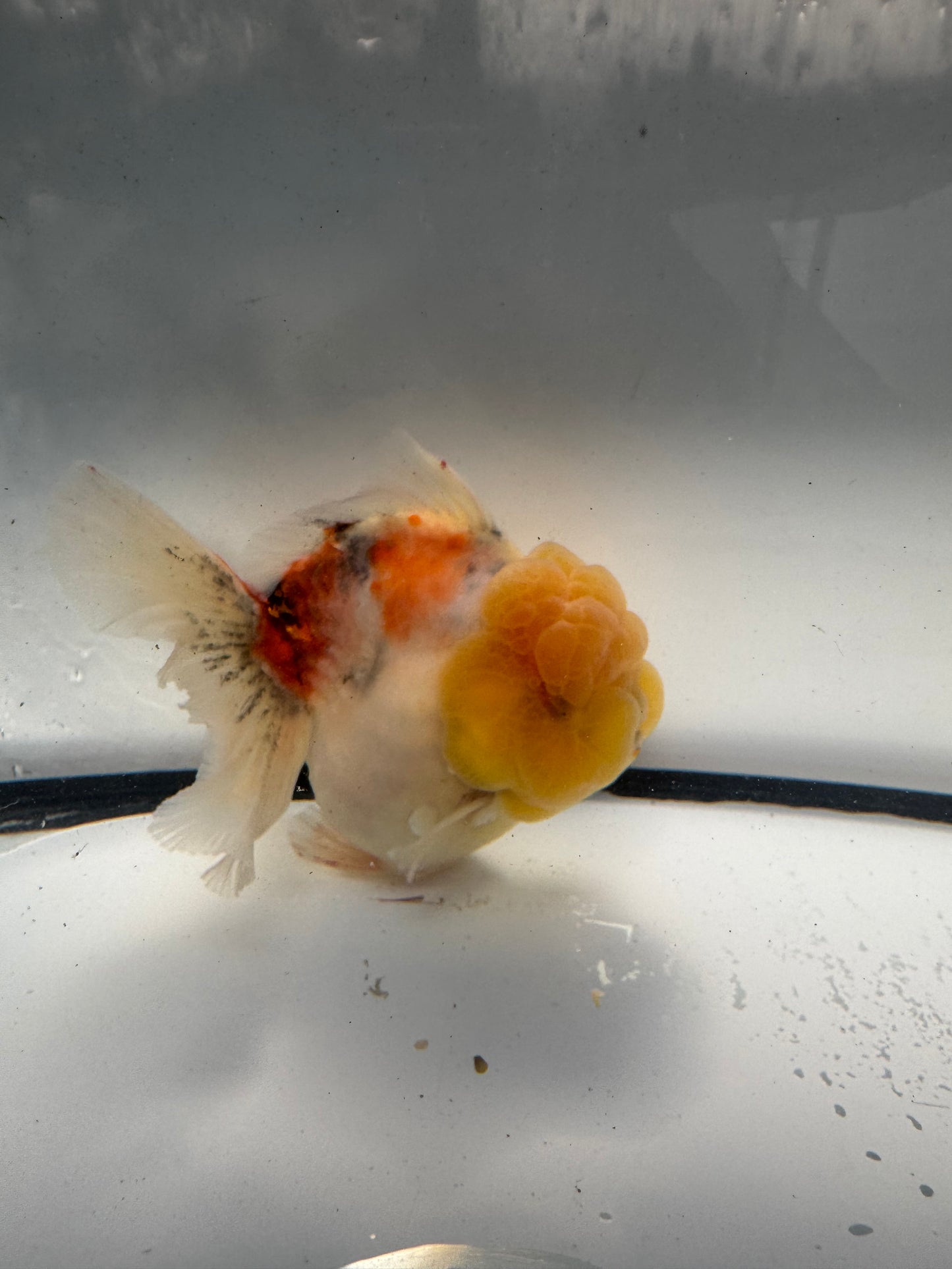 Calico Oranda  WVF911