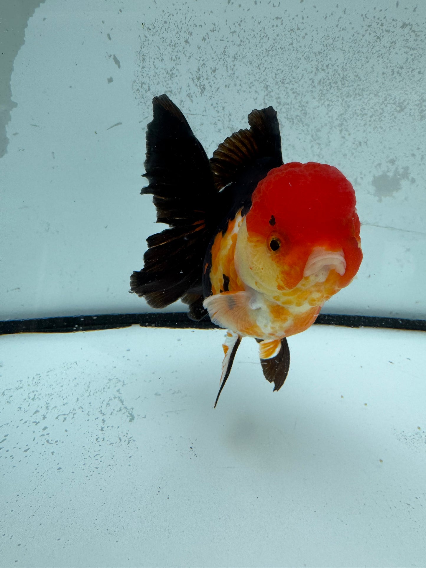Tricolour Oranda. WVF1134